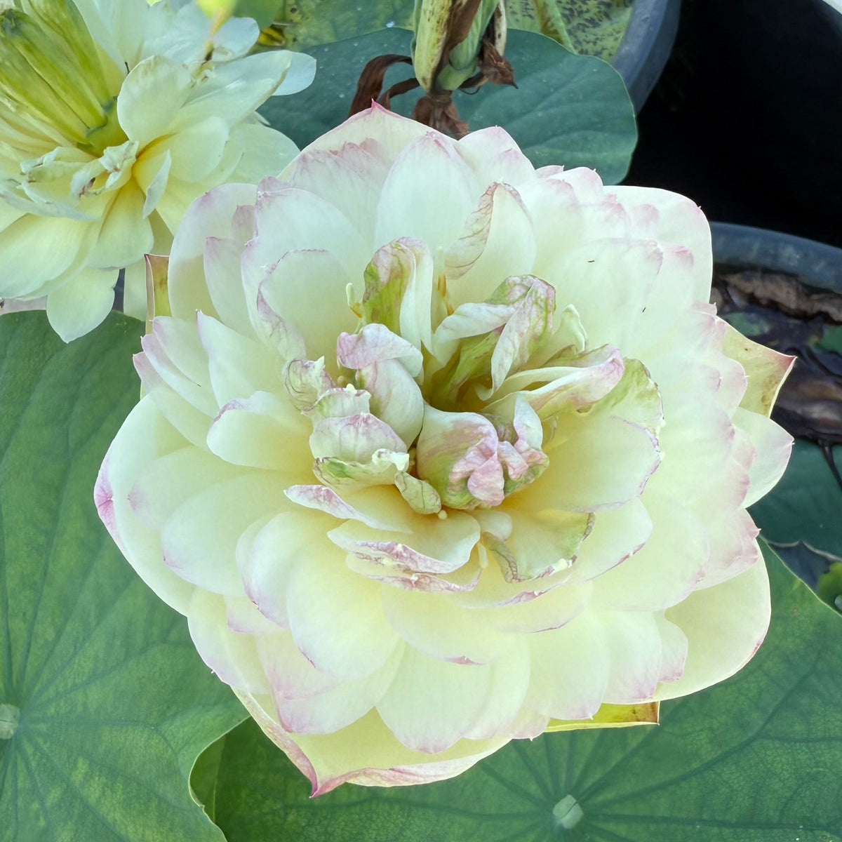 Beauty Gan Lotus (Bare Root)