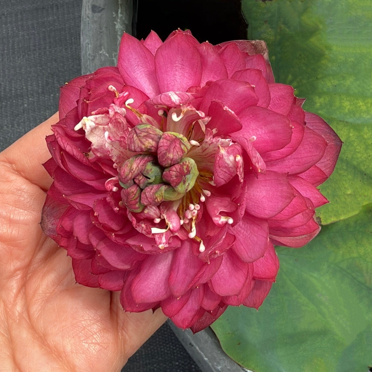 Hong Shou Lotus (Bare Root)