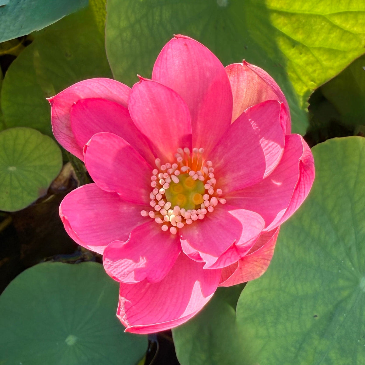 Karen's Kookie-Doodle Mini Lotus (Bare Root)