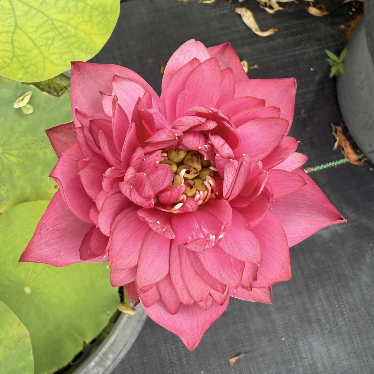 Susan's Spicy Sparkle Lotus (Bare Root)