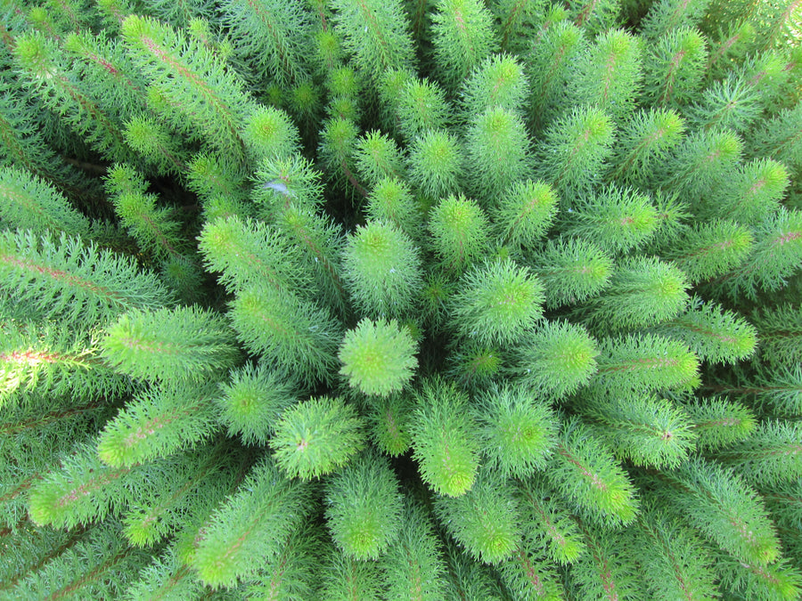 Hippuris Species - Feathery Mare's Tail (Bare Root)