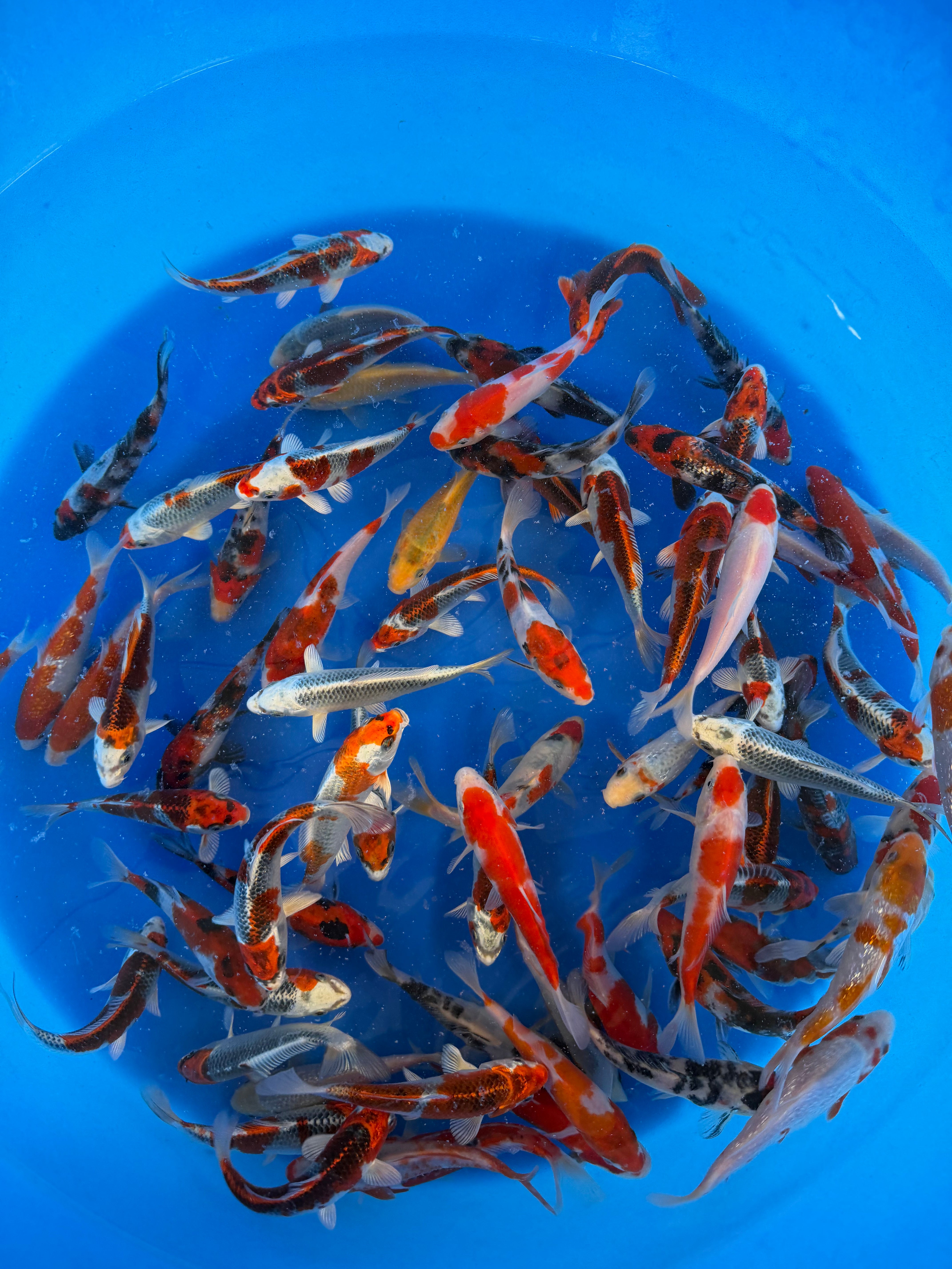 Hosokai Koi Farm – Kawarimono & Gosanke Tosai Packages
