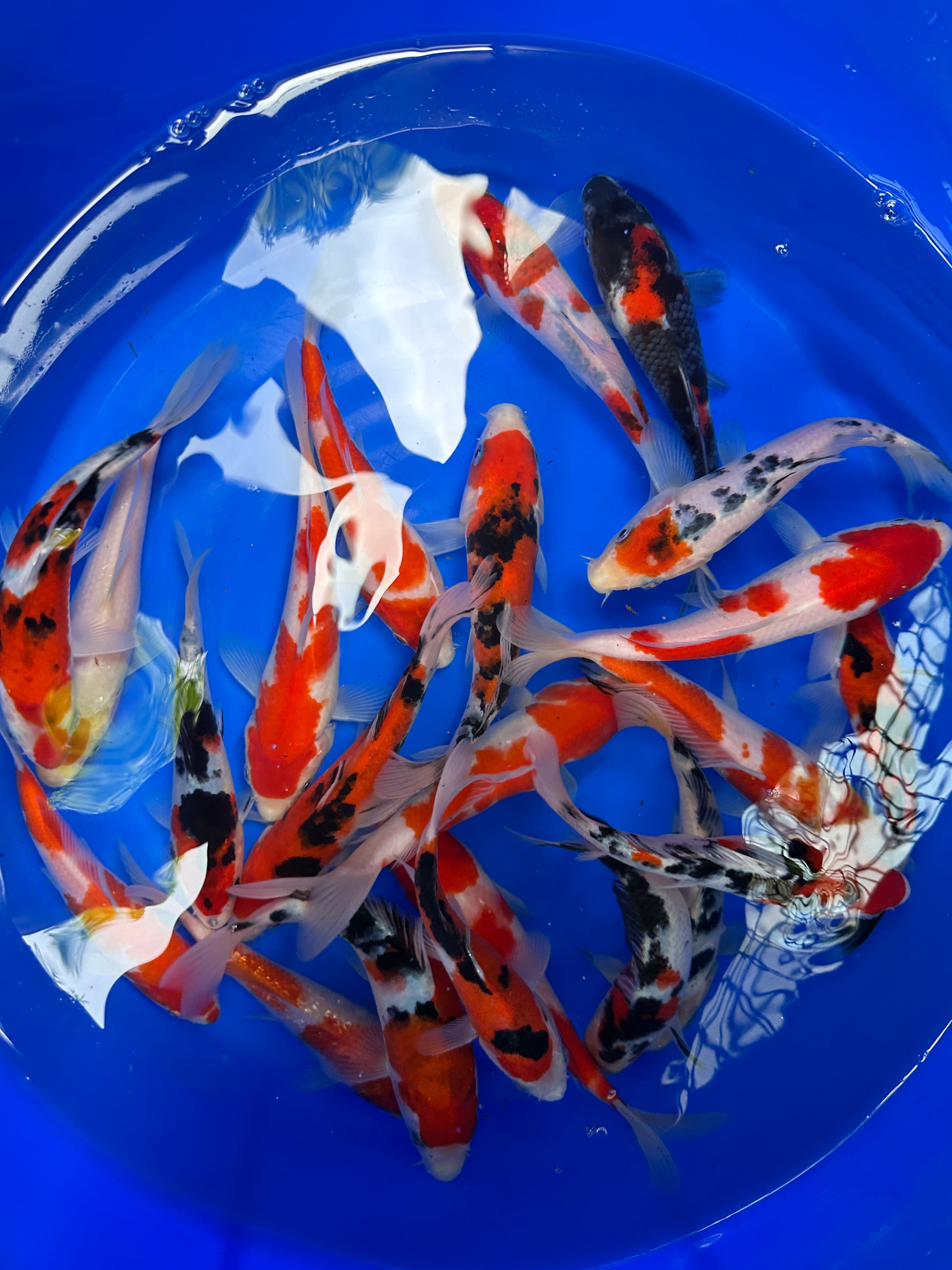 Paquetes premium de peces koi japoneses