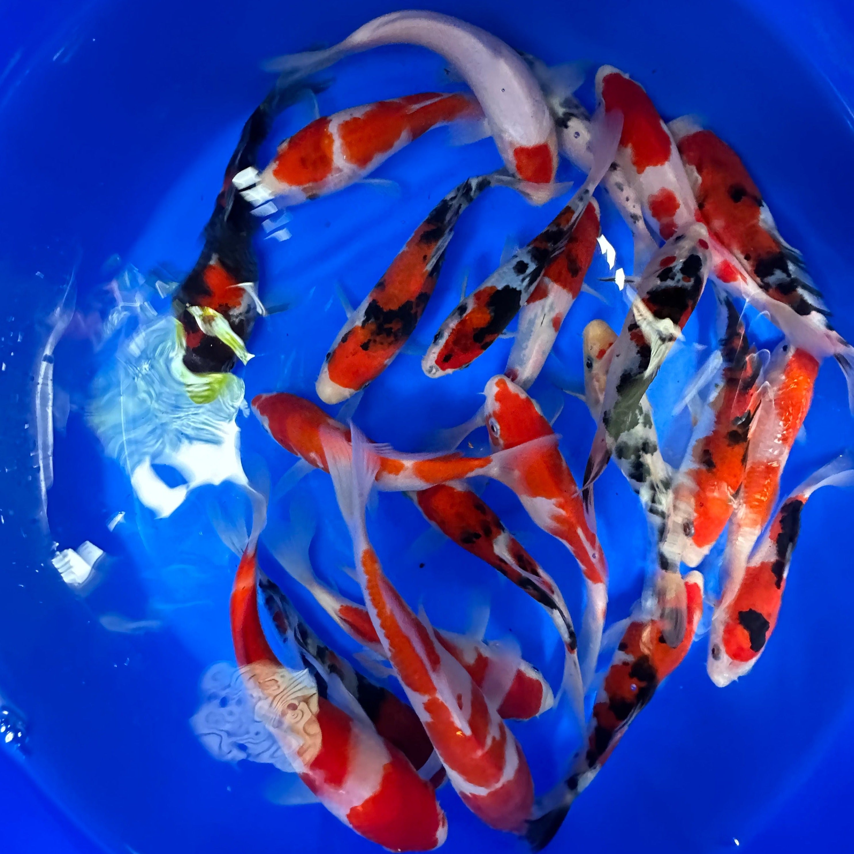 Paquetes premium de peces koi japoneses Gosanke