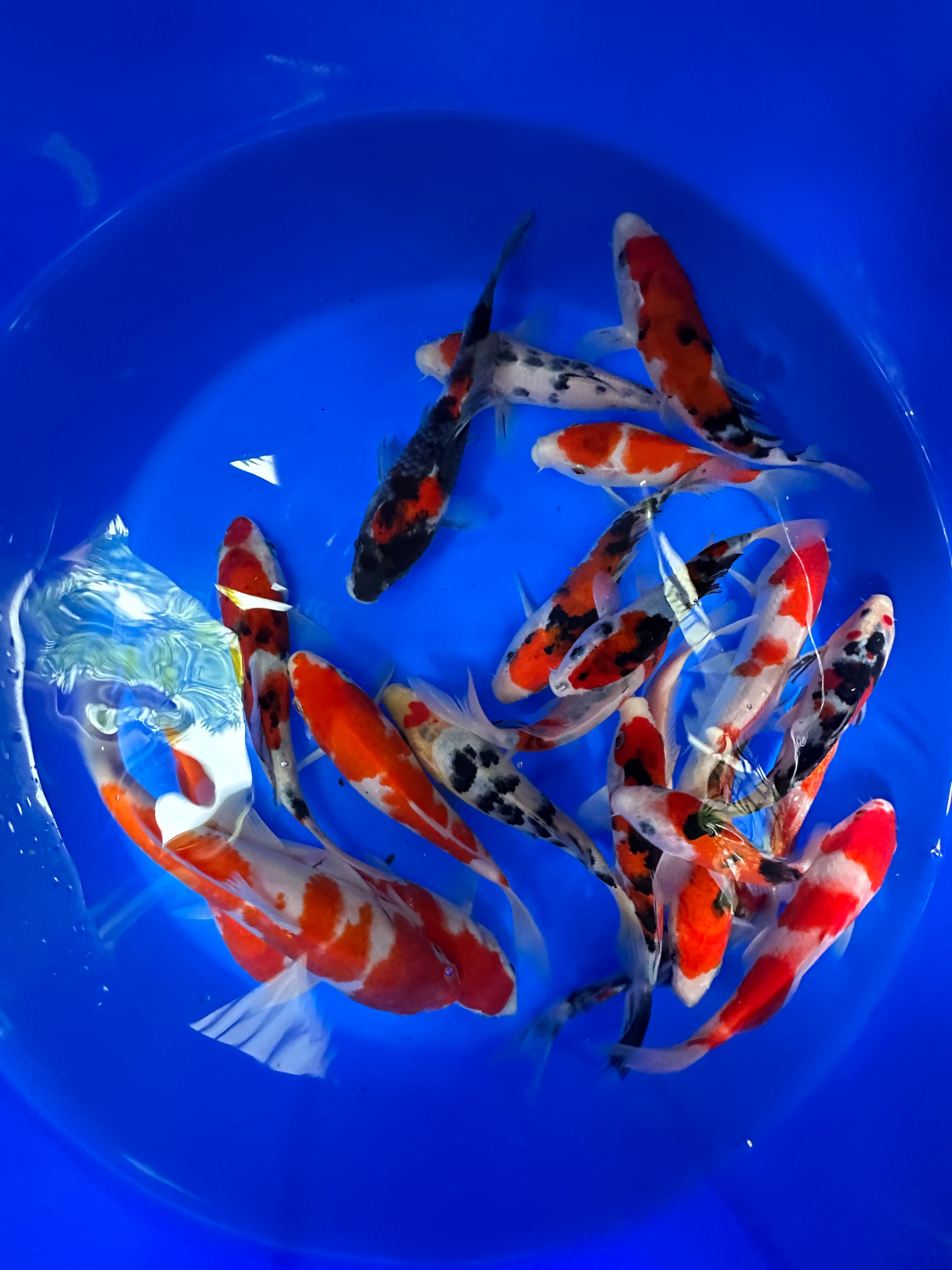 Paquetes premium de peces koi japoneses Gosanke
