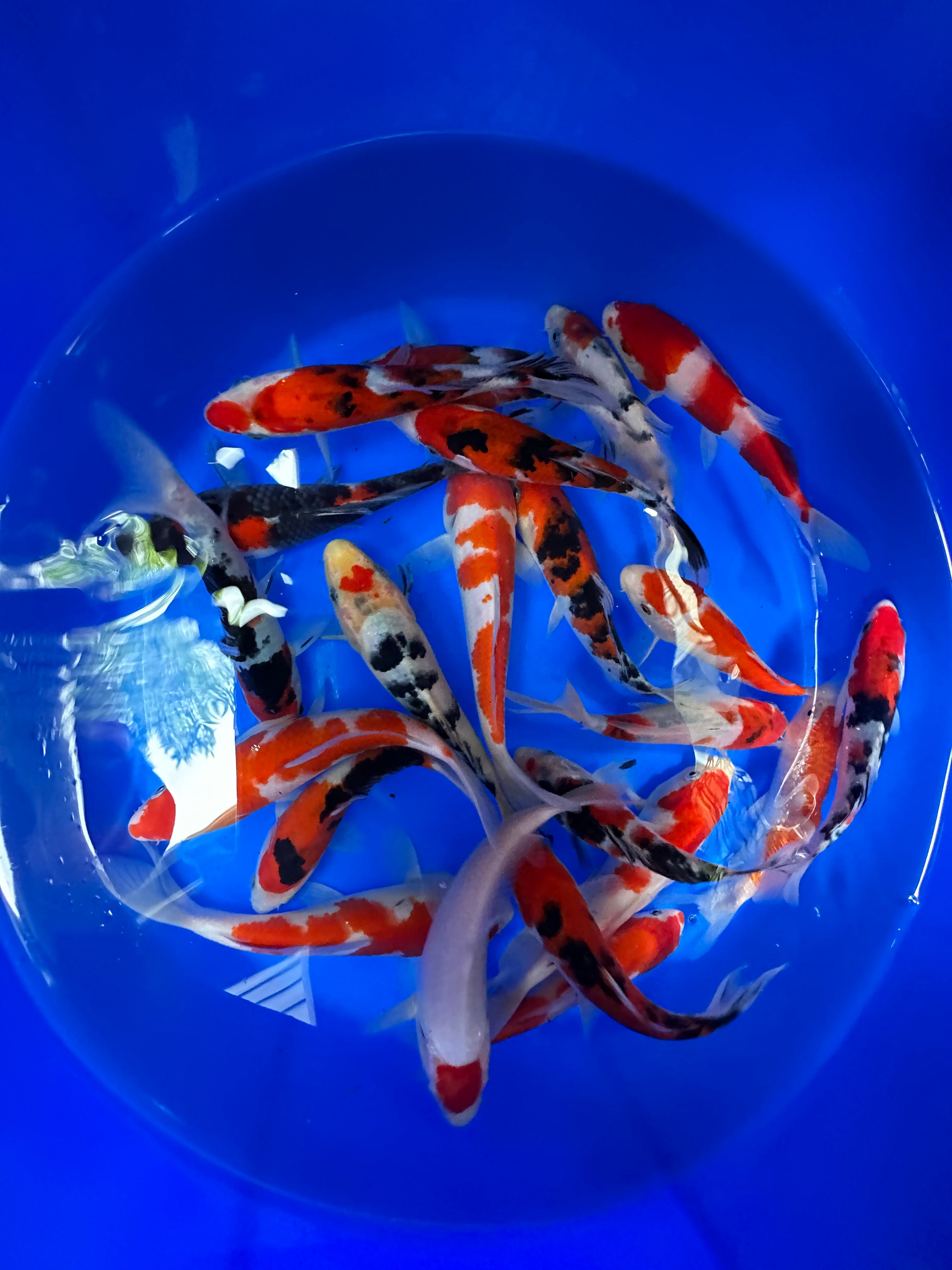 Paquetes premium de peces koi japoneses Gosanke