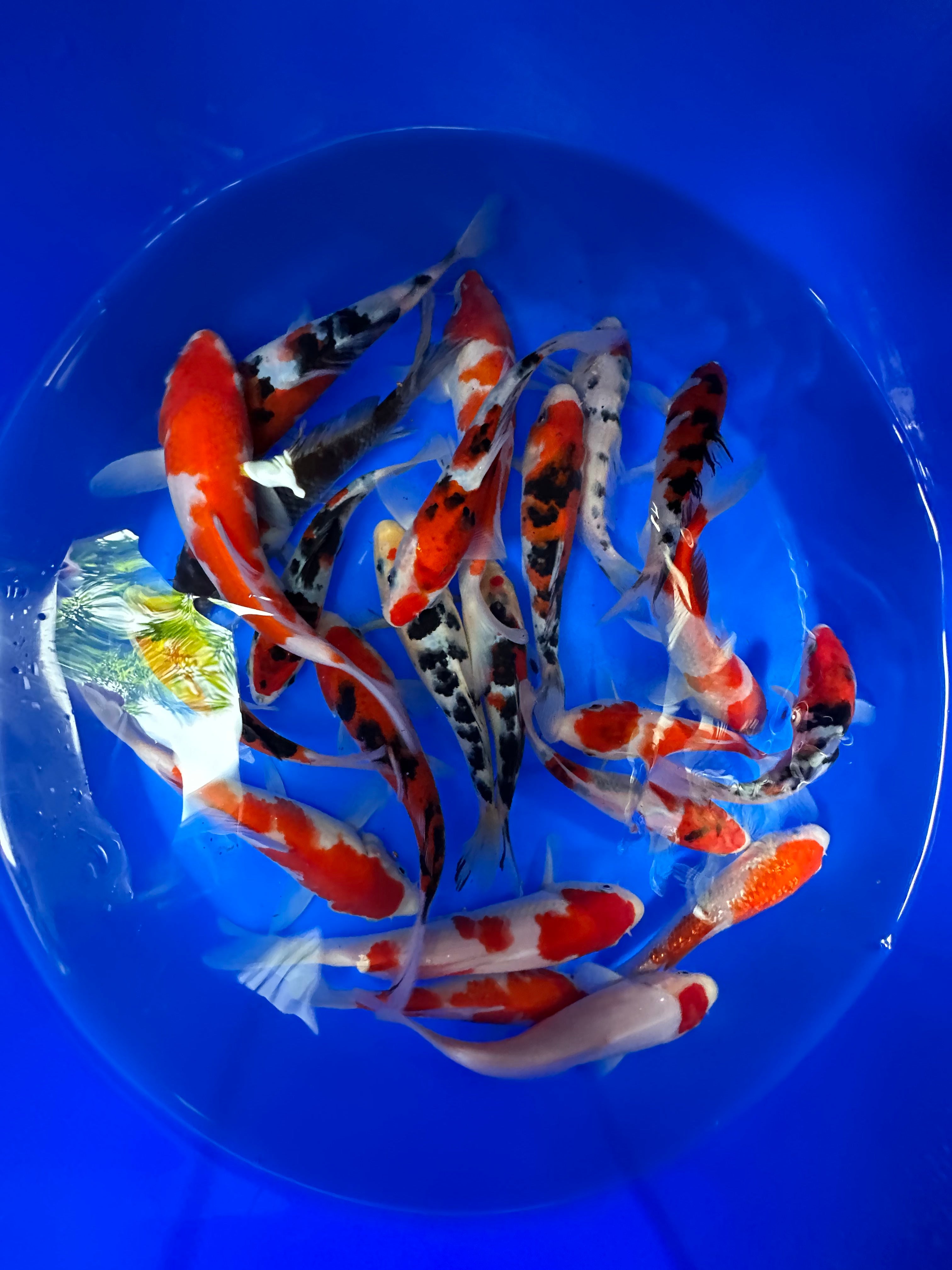 Paquetes premium de peces koi japoneses Gosanke