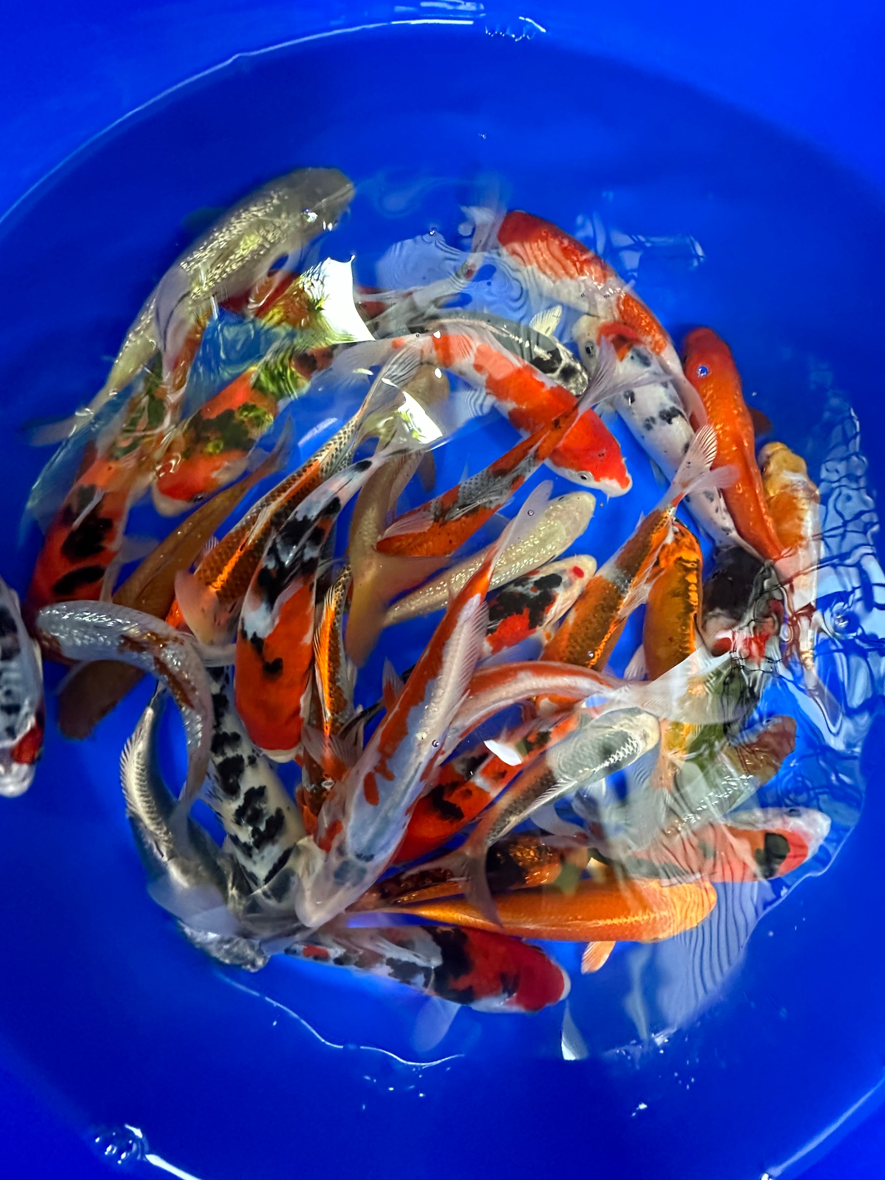 Paquetes premium de peces koi japoneses
