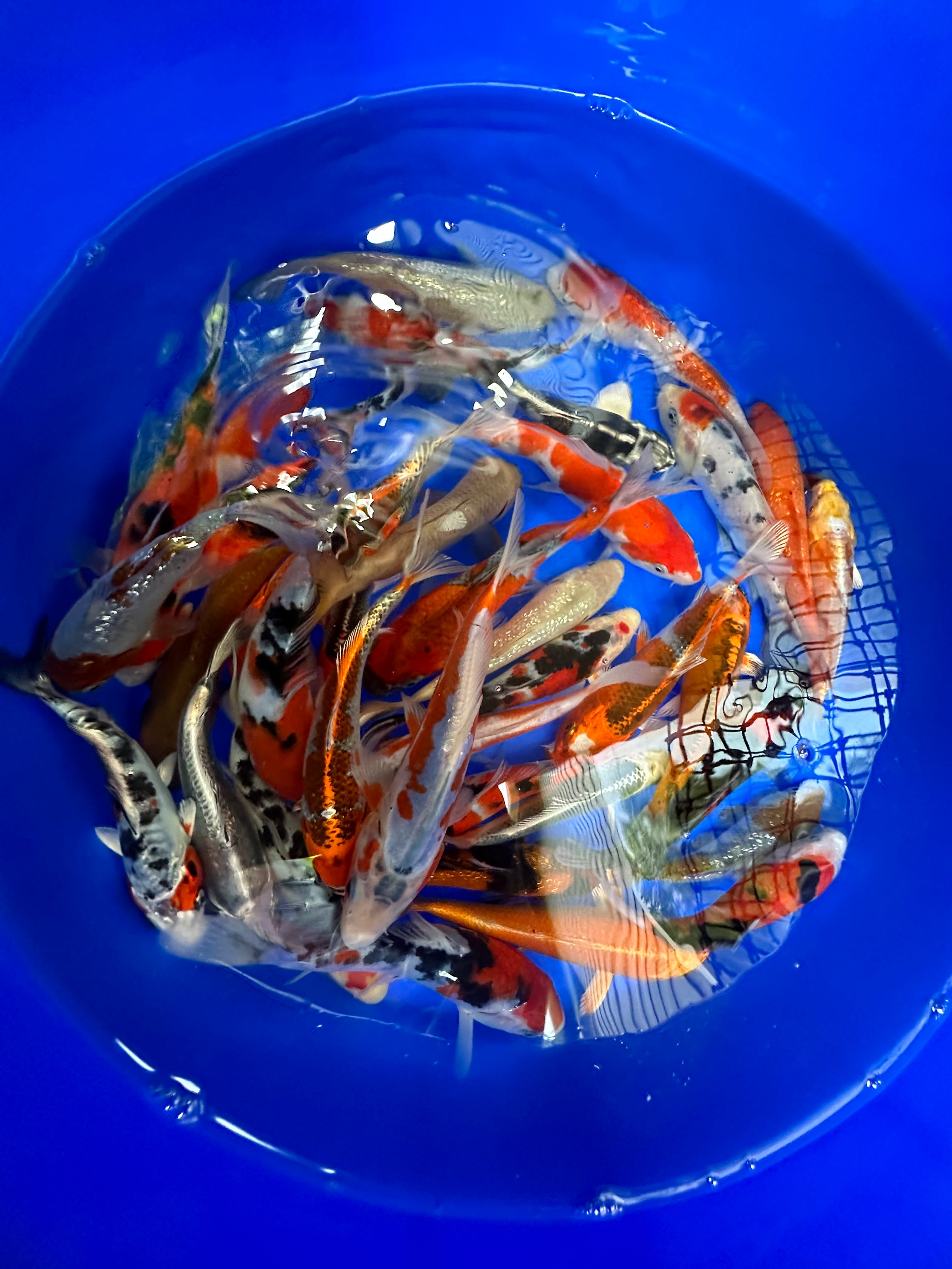 Paquetes premium de peces koi japoneses