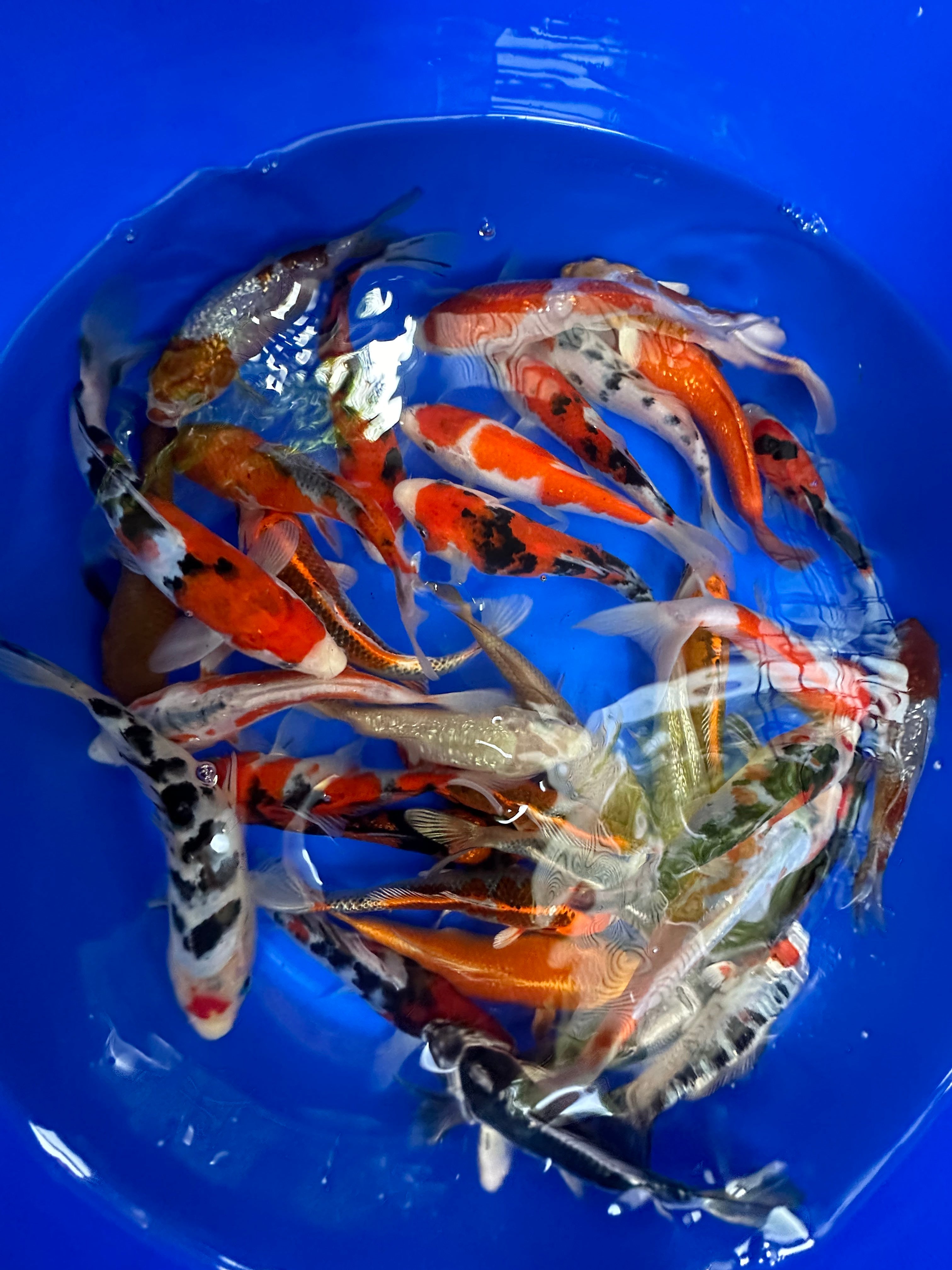 Paquetes premium de peces koi japoneses