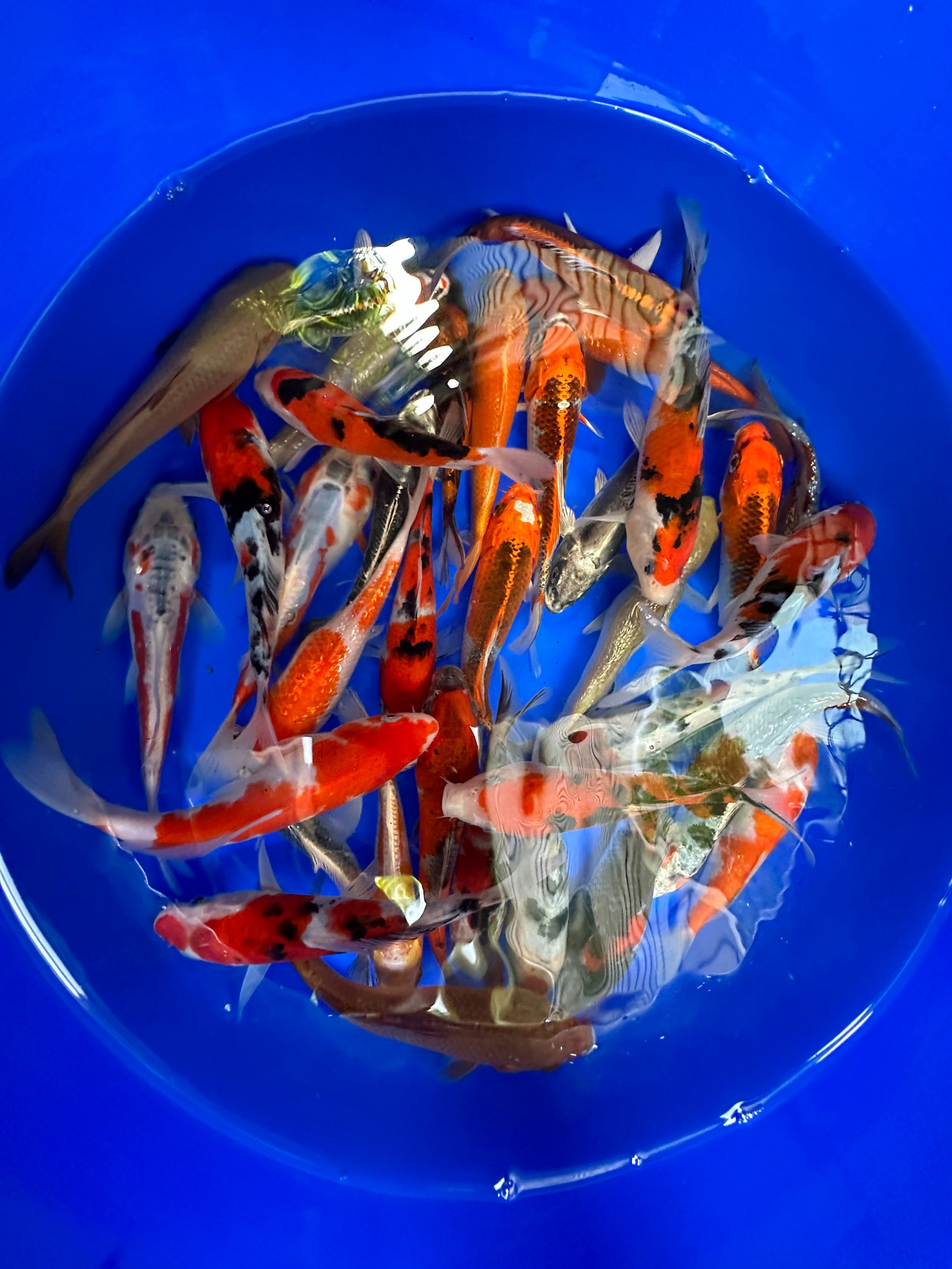 Paquetes premium de peces koi japoneses