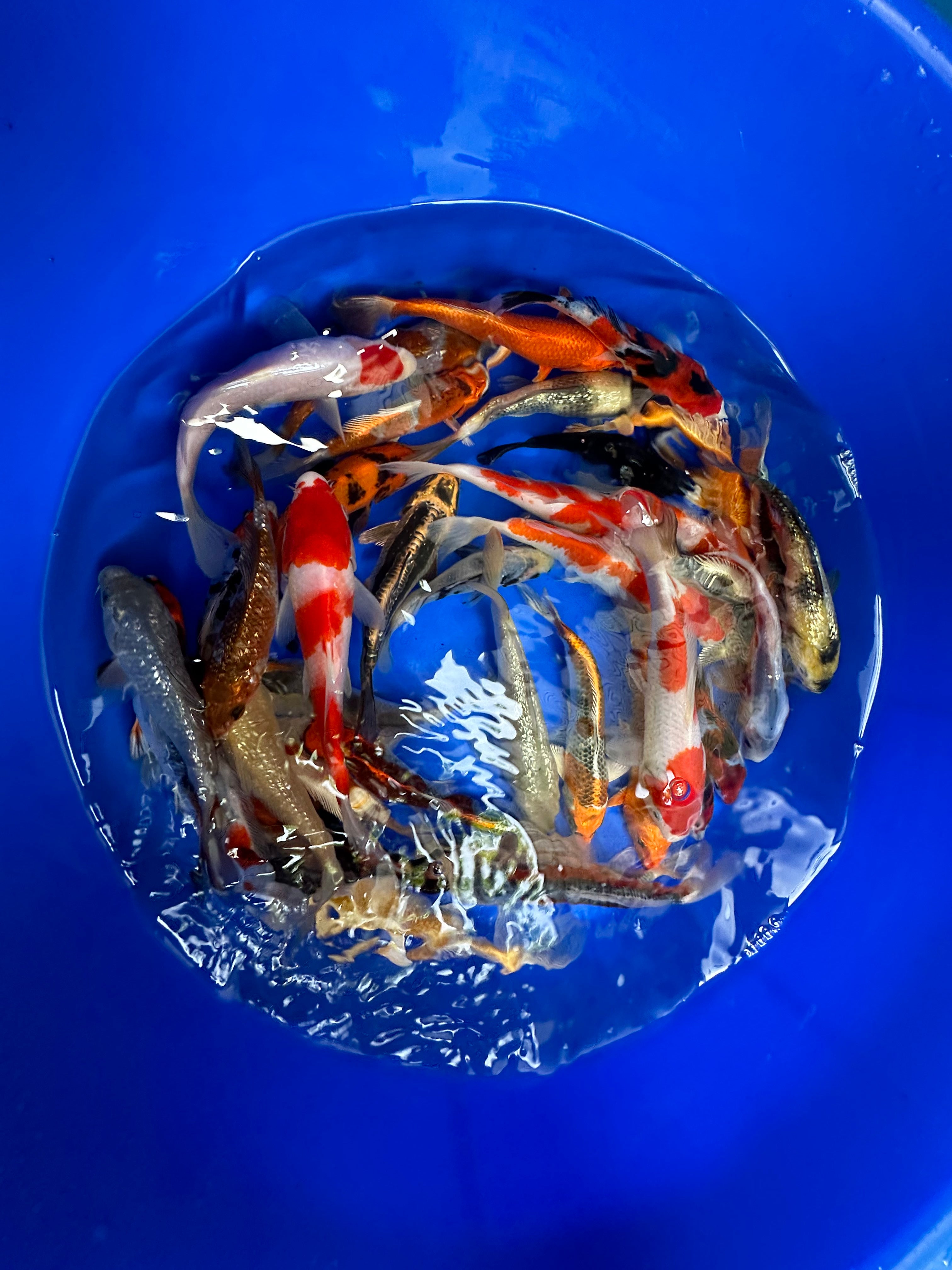 Paquetes premium de peces koi japoneses