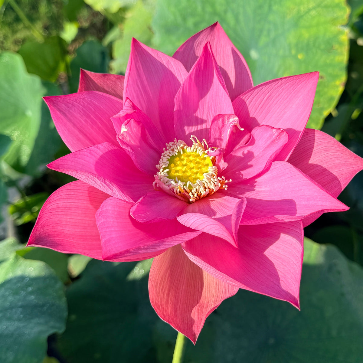 Jian Ning Seed Lotus (Bare Root)