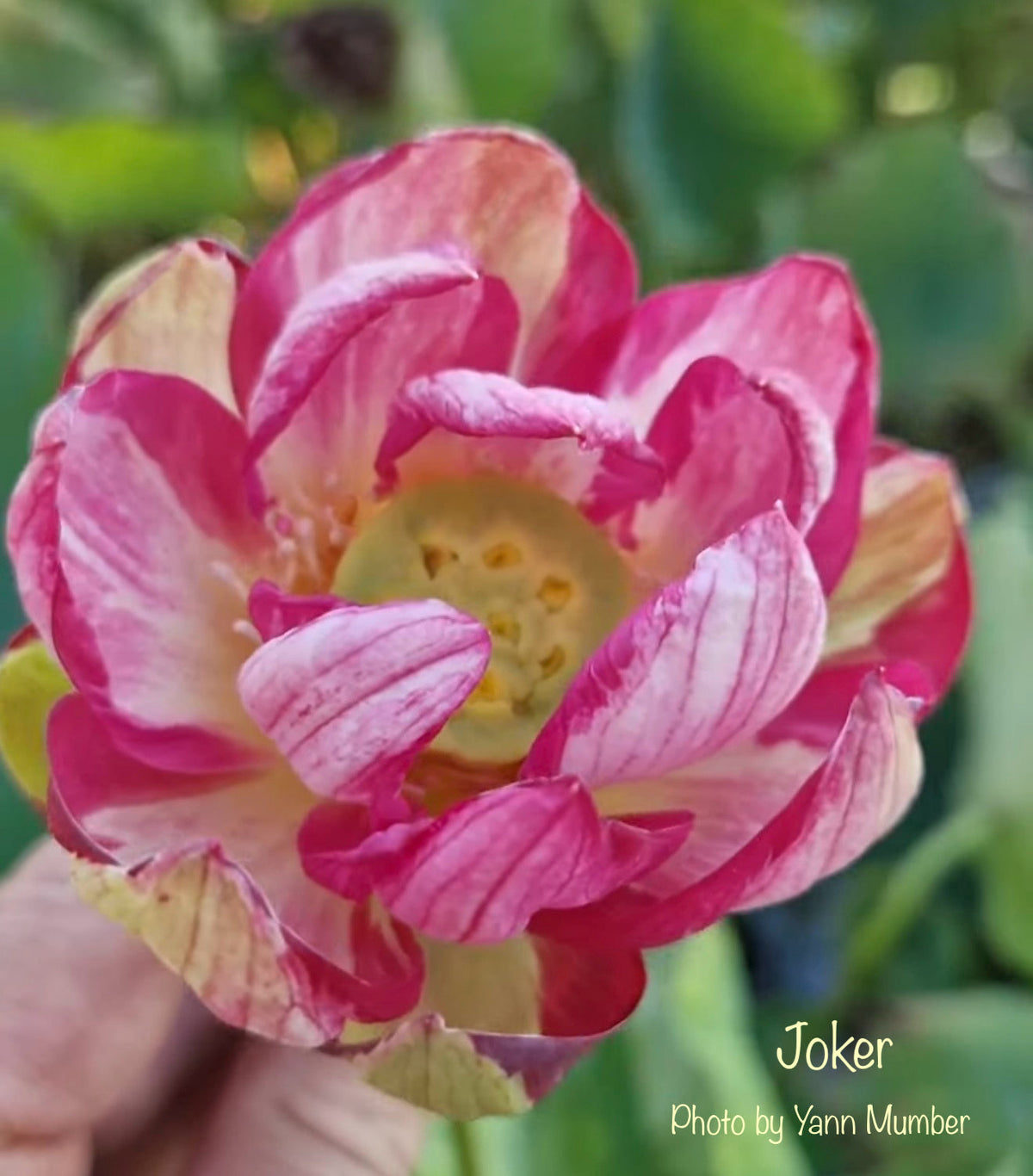Joker Lotus (Bare Root)