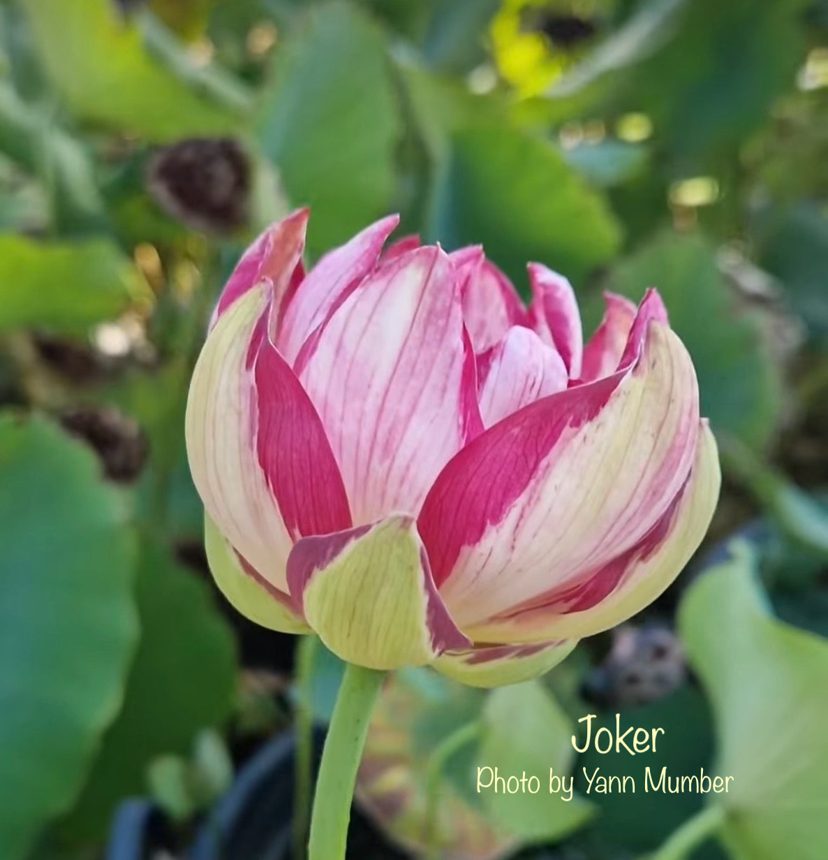 Joker Lotus (Bare Root)
