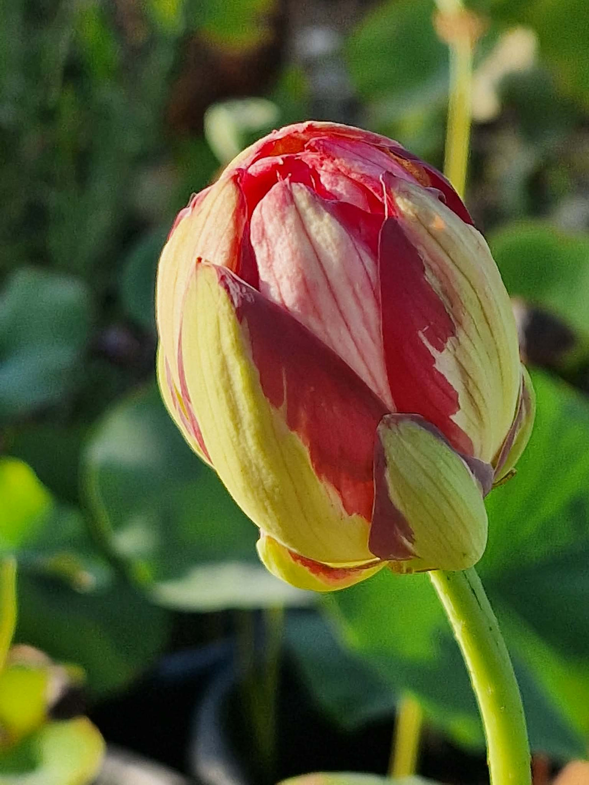 Joker Lotus (Bare Root)