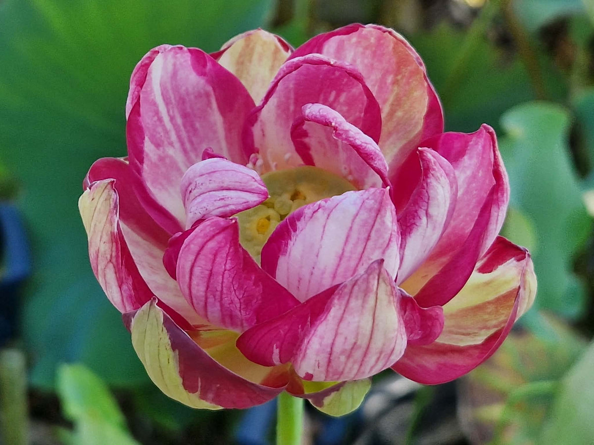 Joker Lotus (Bare Root)