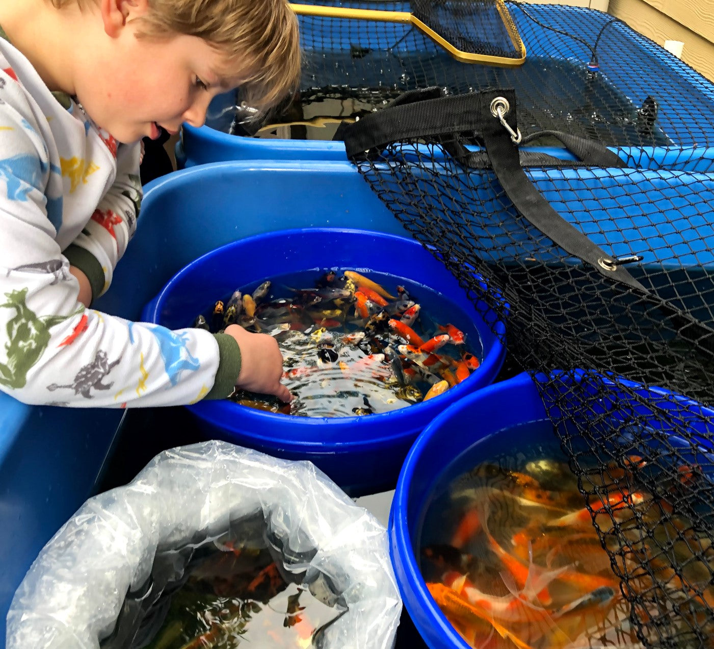 Paquetes premium de peces koi japoneses