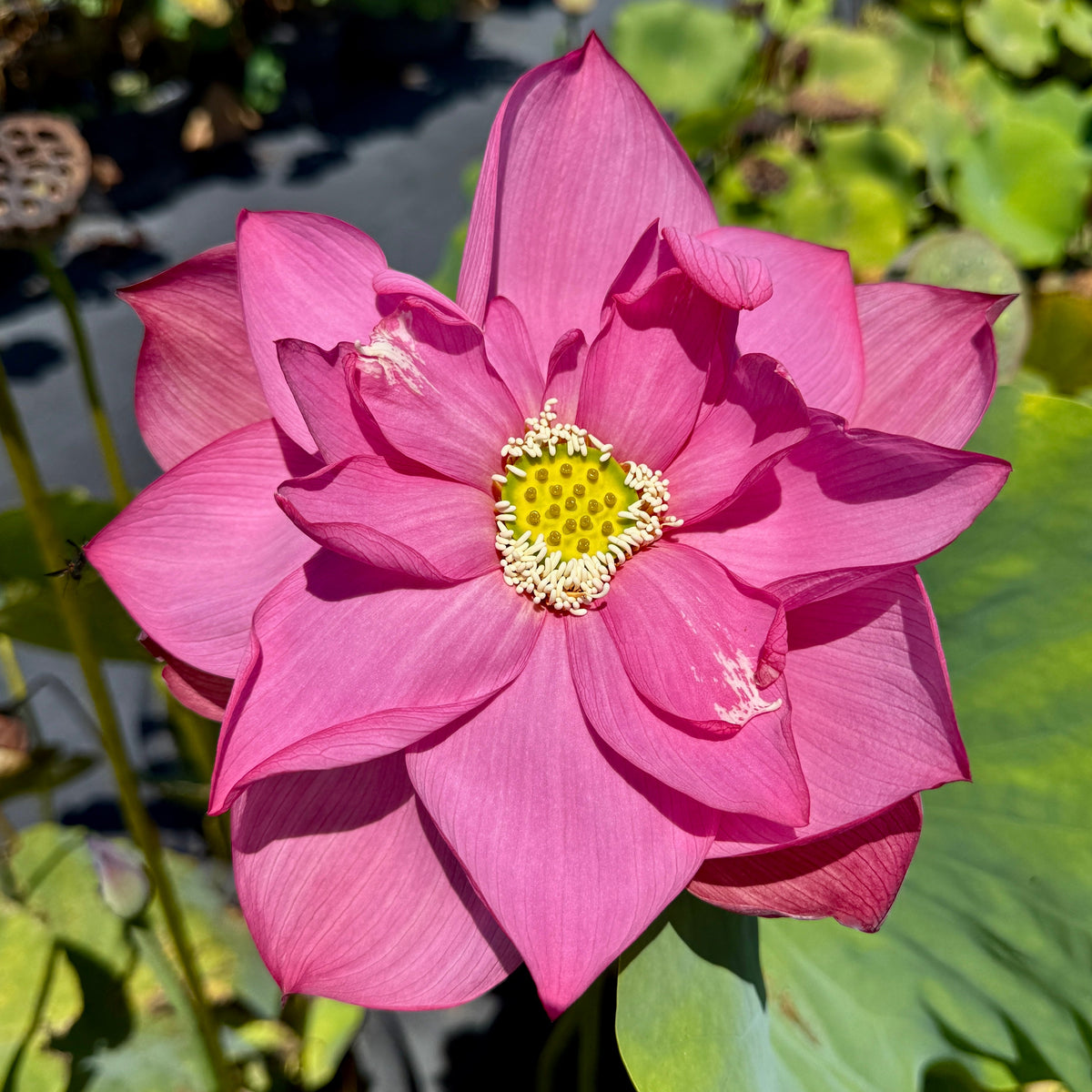 Jian Ning Seed Lotus (Bare Root)