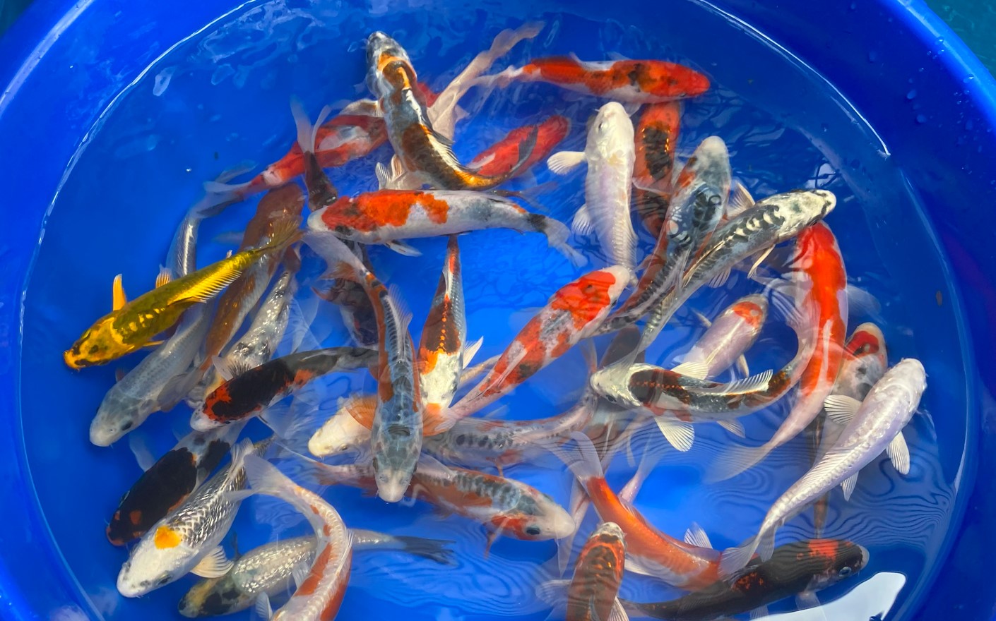 Paquetes premium de peces koi japoneses