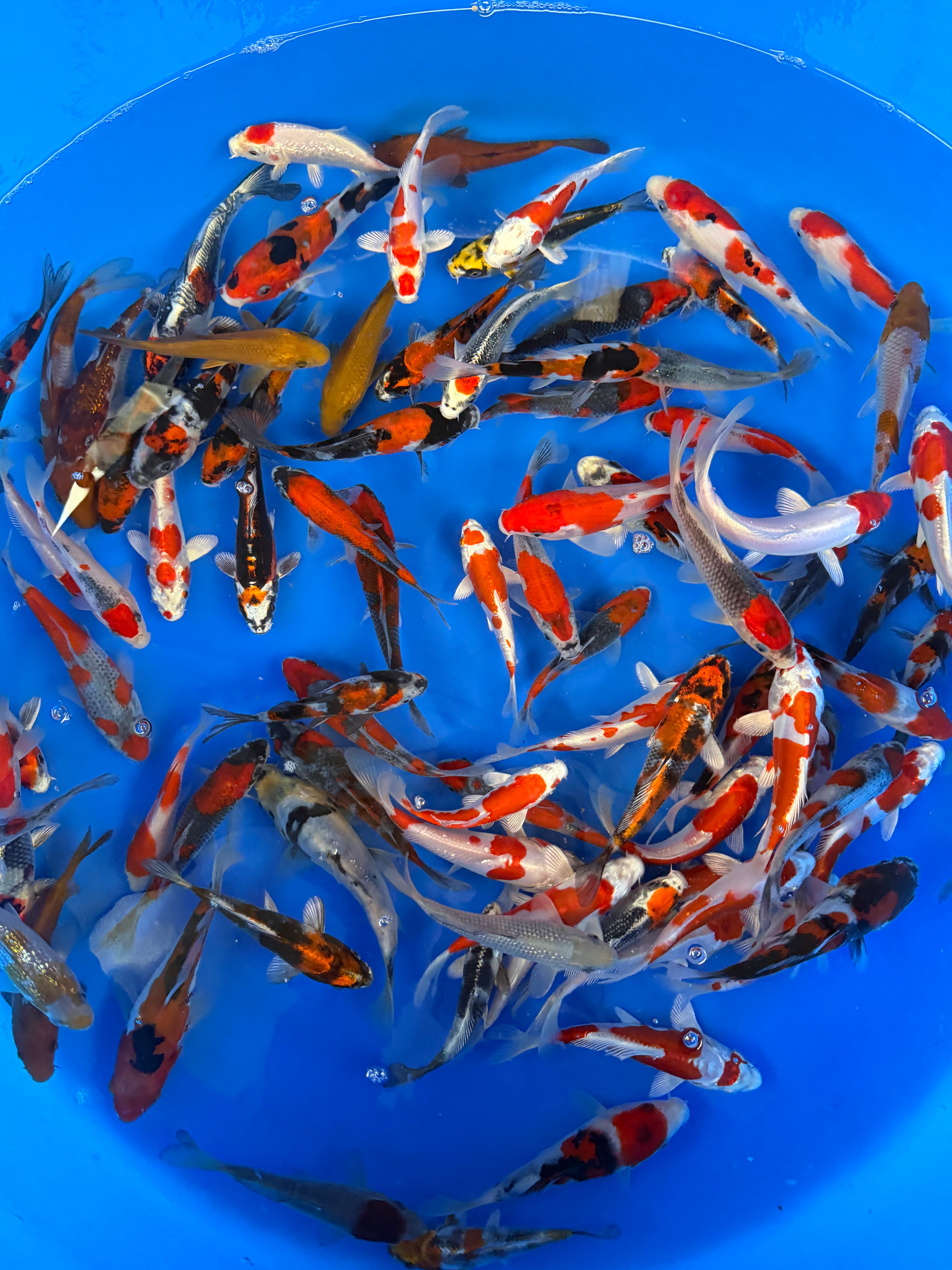 Koshiji Koi Farm – Kikokuryu, Ochiba & Showa Packages