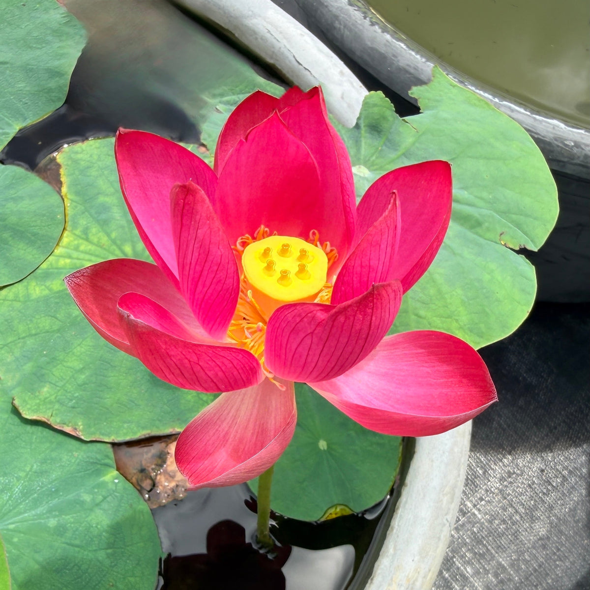 Lei Bing Mini Lotus (Bare Root)