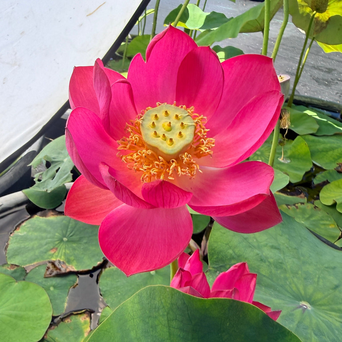 Lei Bing Mini Lotus (Bare Root)
