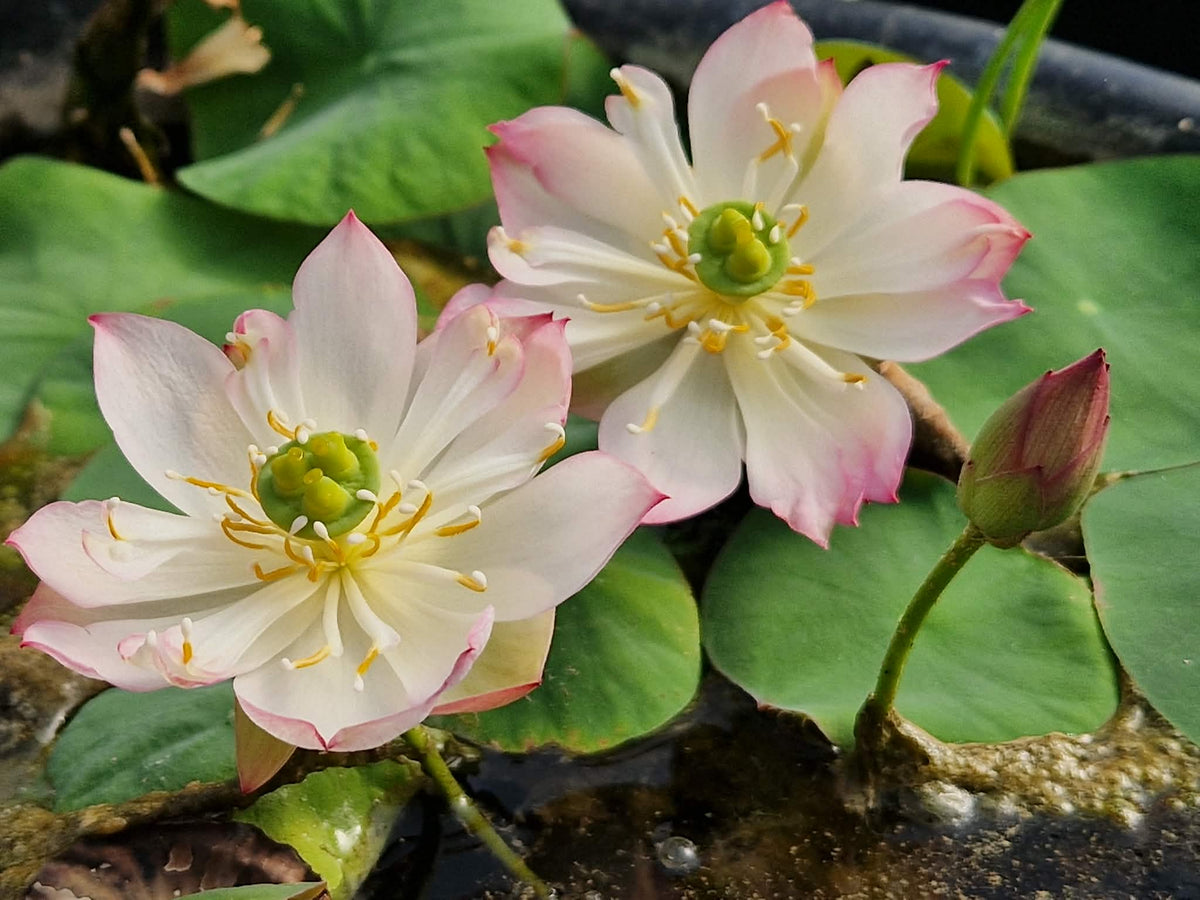 Mo Yun Miniature Lotus (Bare Root)