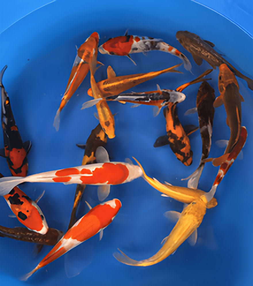 Marusei Koi Farm – Premium Mixed Variety Packages