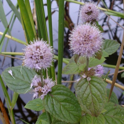 Mentha Aquatica - Bạc Hà Nước (Rễ Trần)