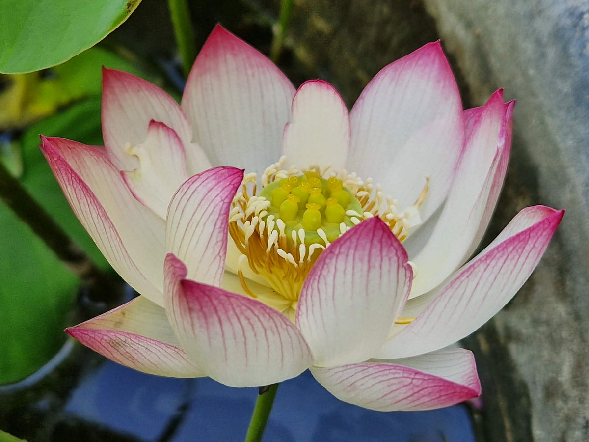 Ning Xua Lotus (Bare Root)