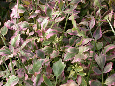 Oenanthe Javanica 'Flamingo' - Variegated Water Celery (Bare Root)