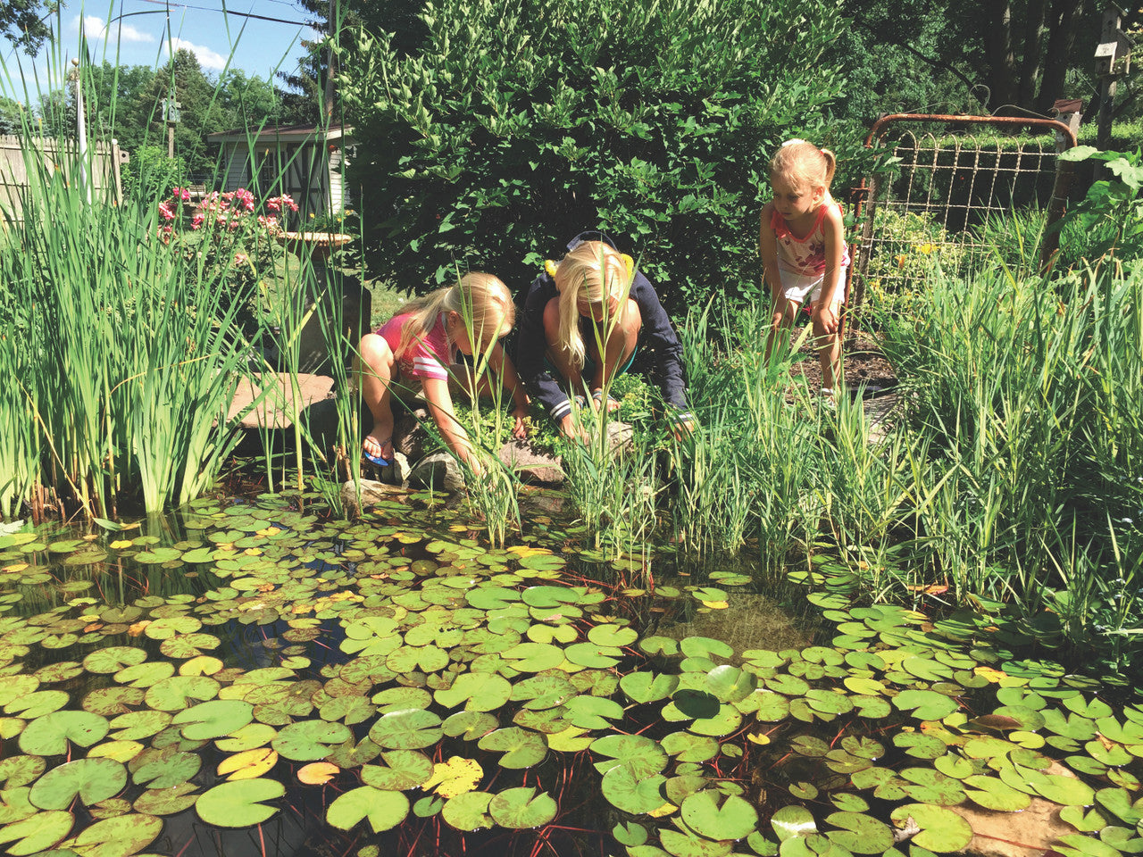 Blue Thumb DIY Pond Kits
