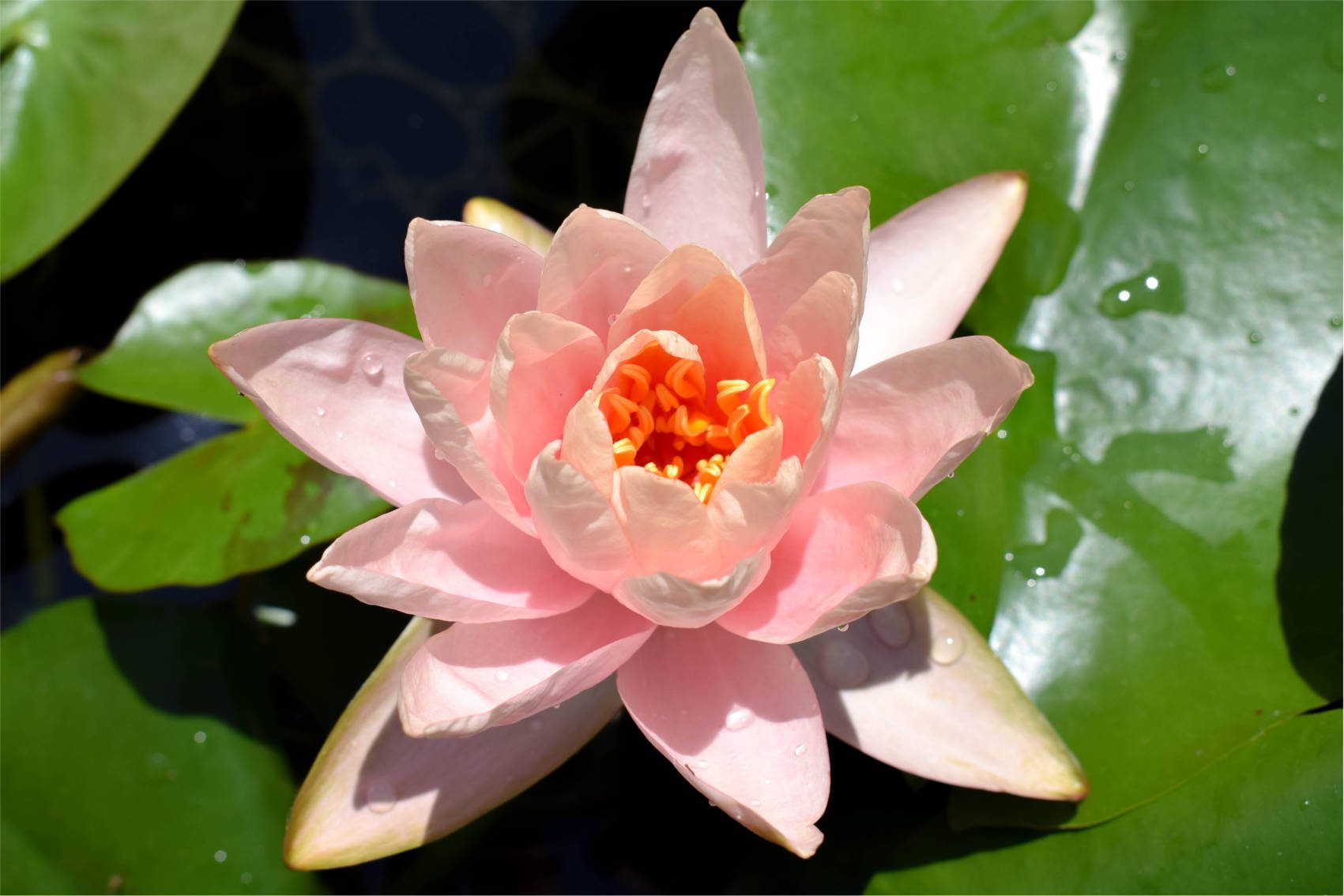 Patio Joe - Hoa loa kèn cứng (Rễ trần)