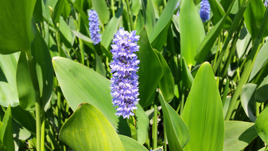 Pontederia Cordata - Pickerel Rush (Bare Root)