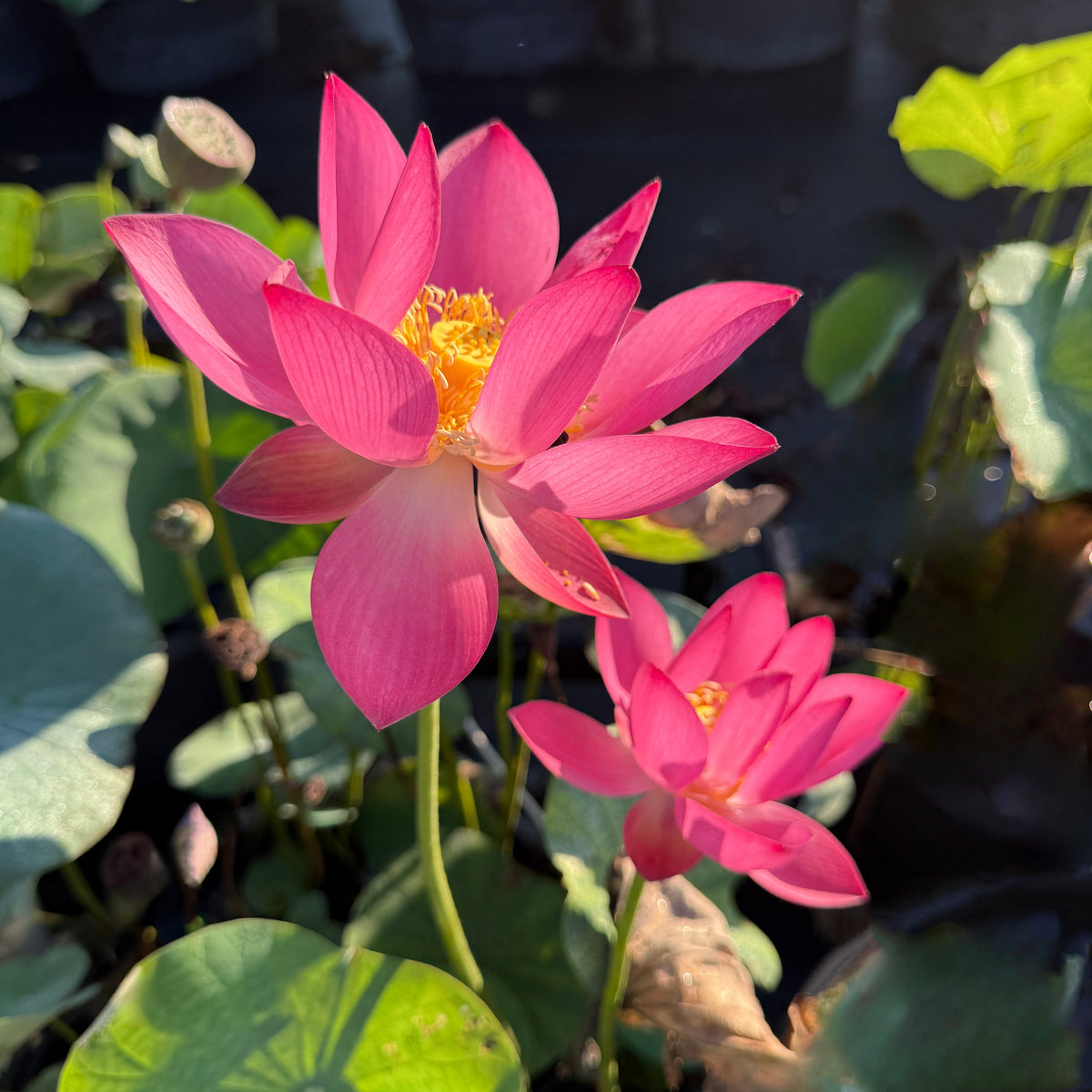 Qian Xiao Zi Lotus (Bare Root)
