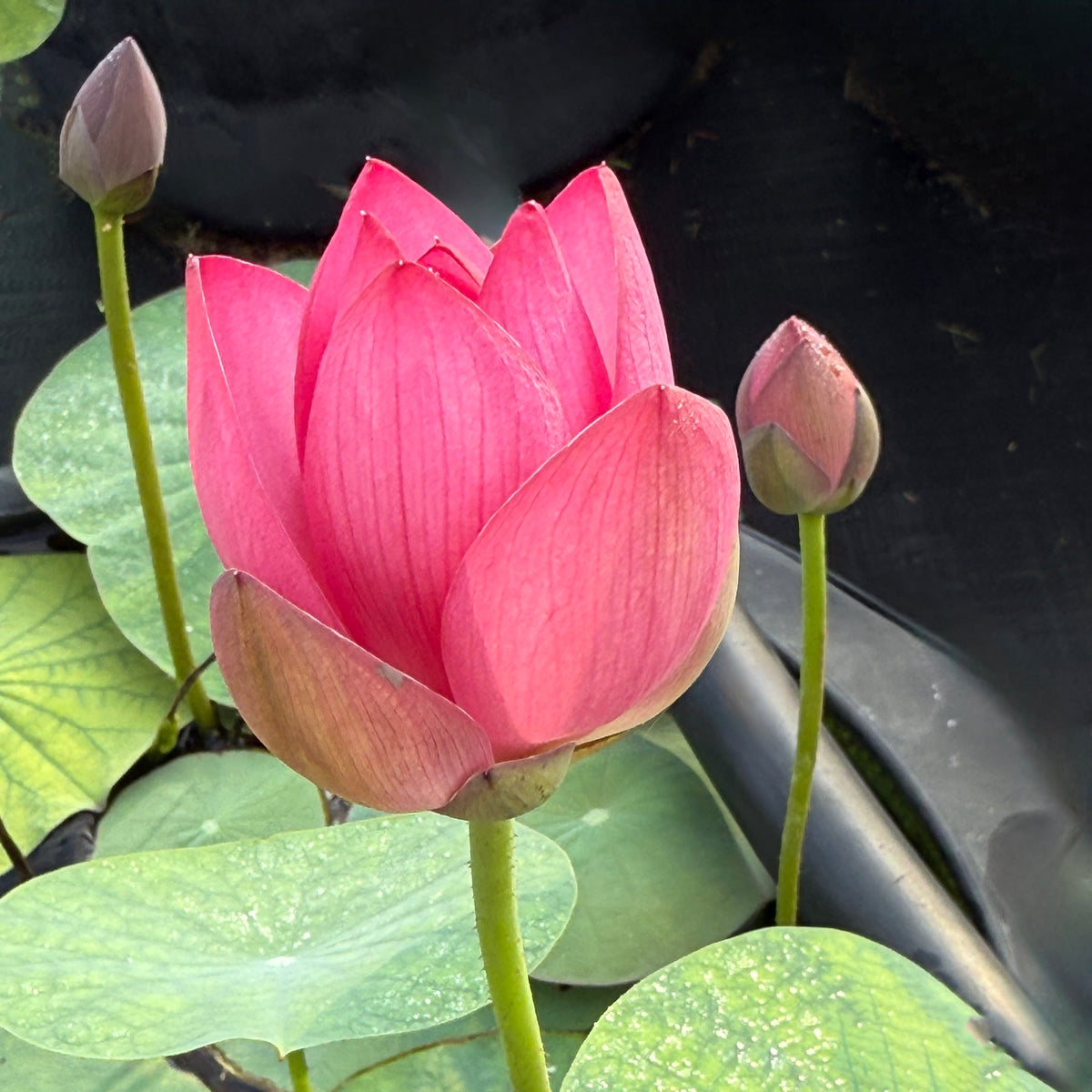 Qian Xiao Zi Lotus (Bare Root)