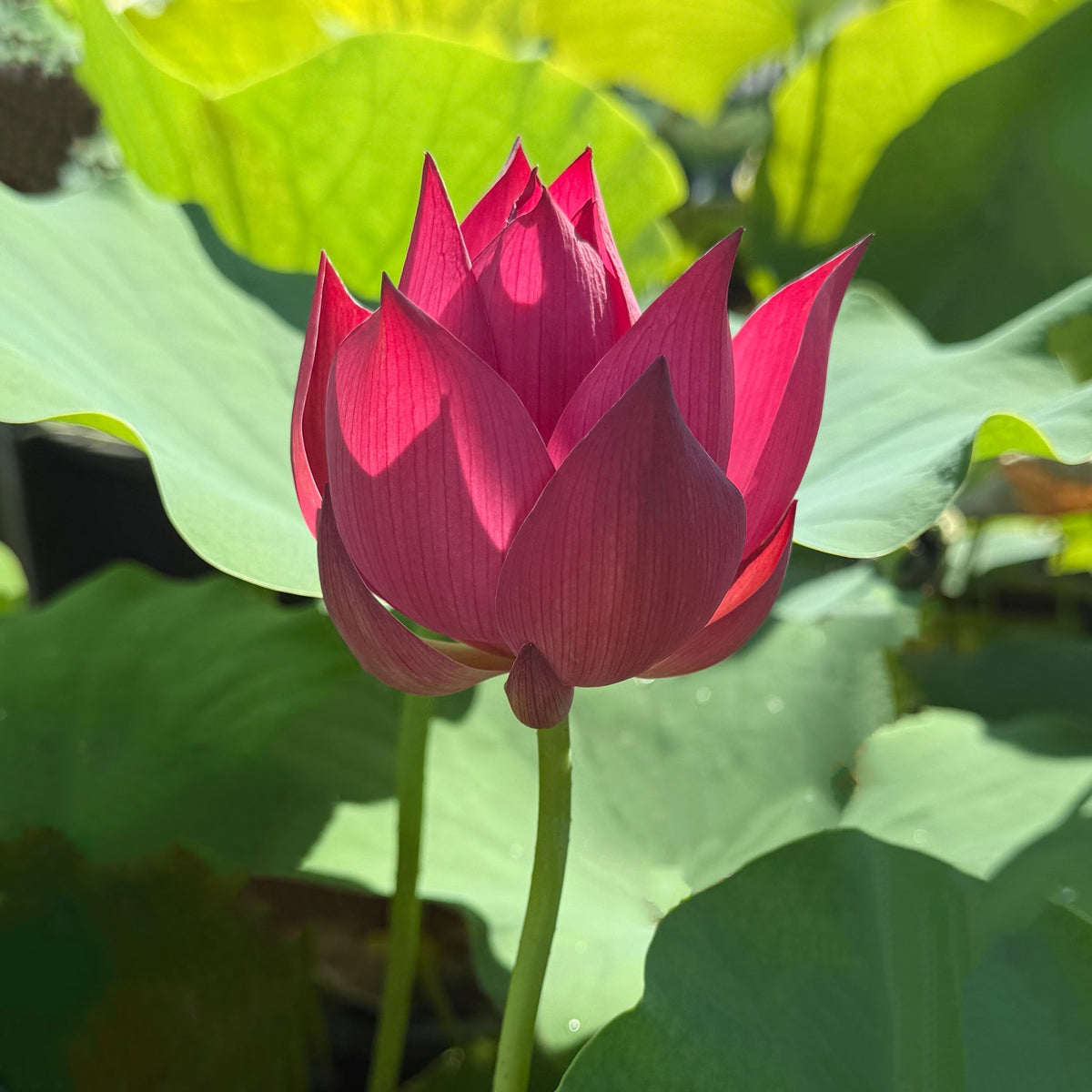Red Makeup Lotus (Bare Root)