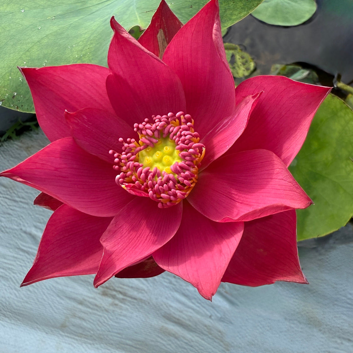 Red Makeup Lotus (Bare Root)