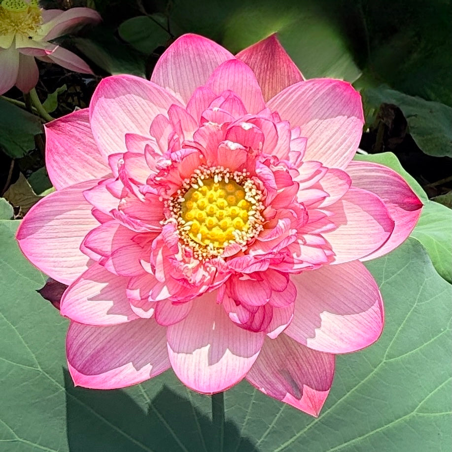 Royal Purple Lotus (Bare Root)