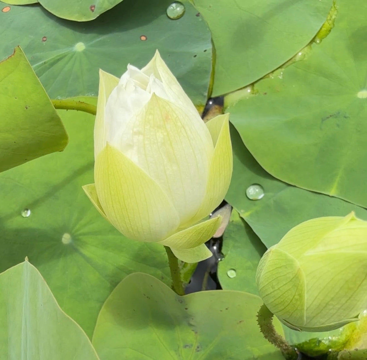 Ru Yu Mini Lotus (Bare Root)