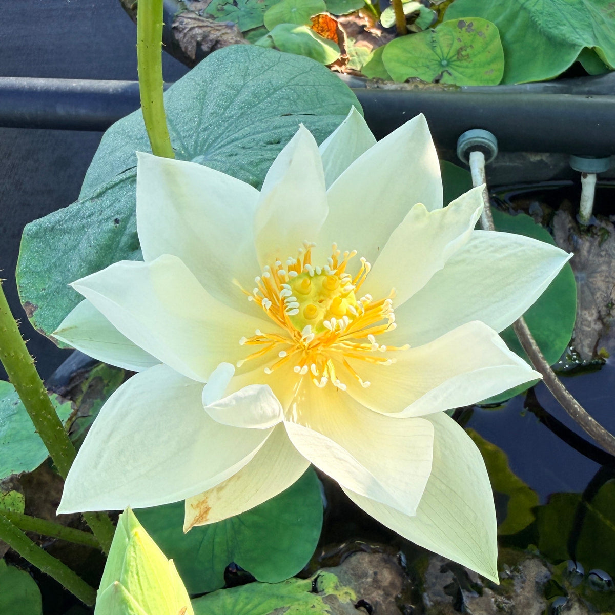 Ru Yu Mini Lotus (Bare Root)