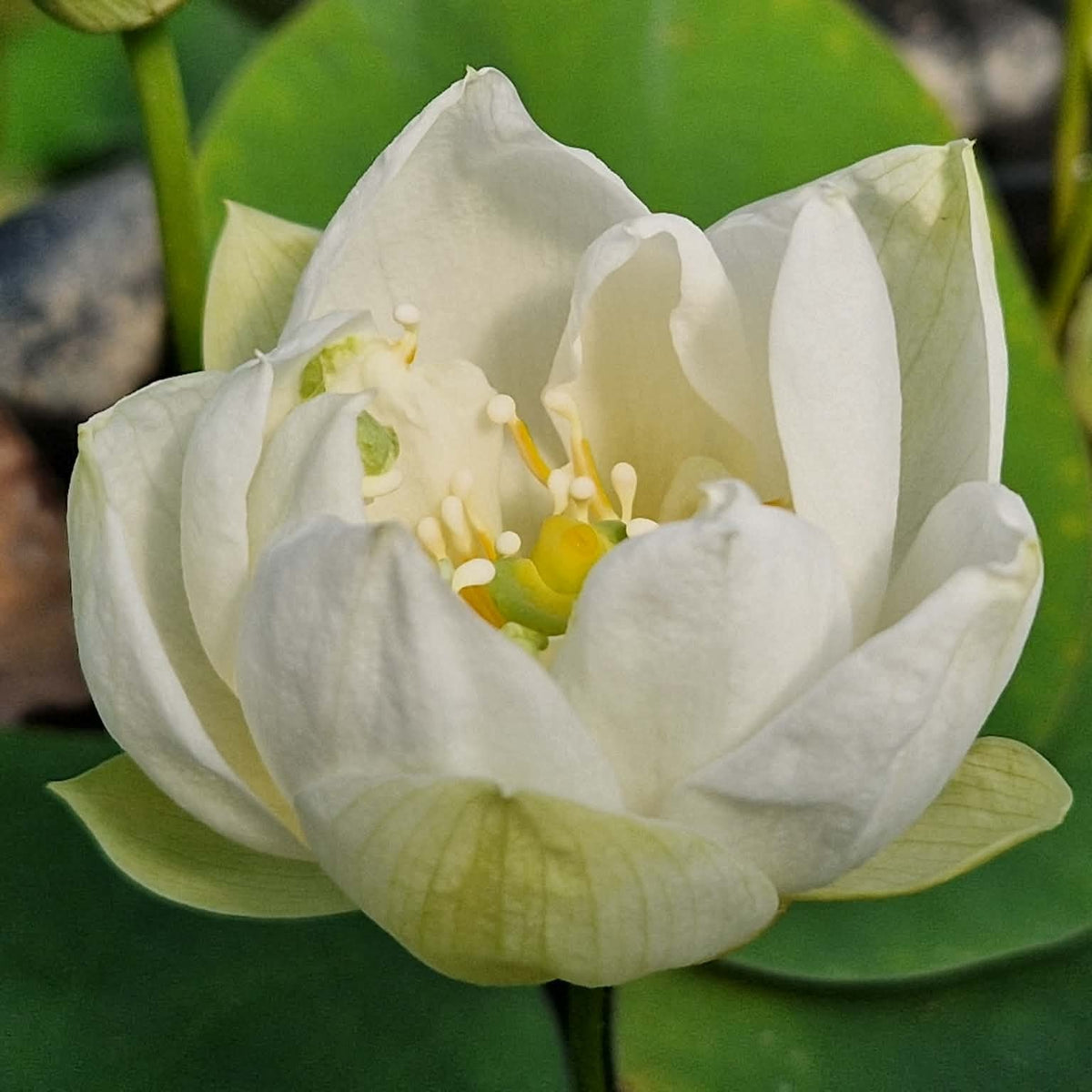 Ru Yu Mini Lotus (Bare Root)