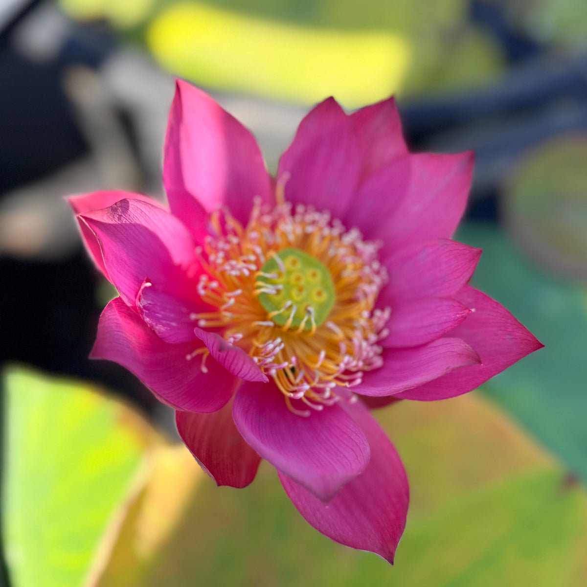 Southern Starry Sky Lotus (Bare Root)