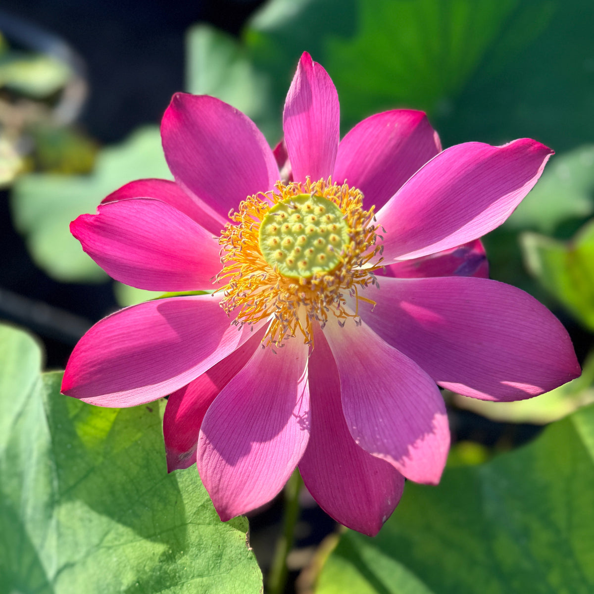 Southern Starry Sky Lotus (Bare Root)