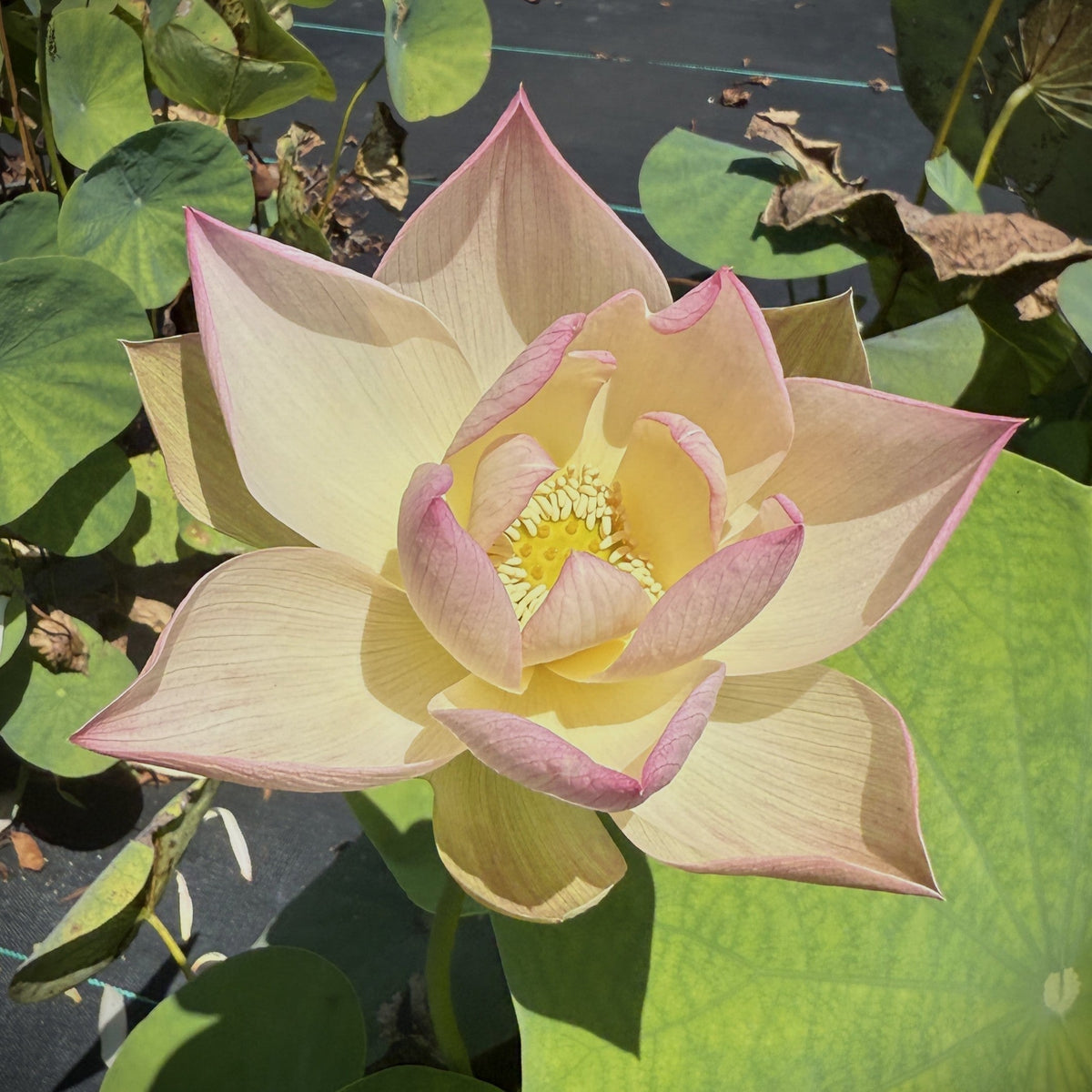 Splendid in Jiangnan Lotus (Bare Root)
