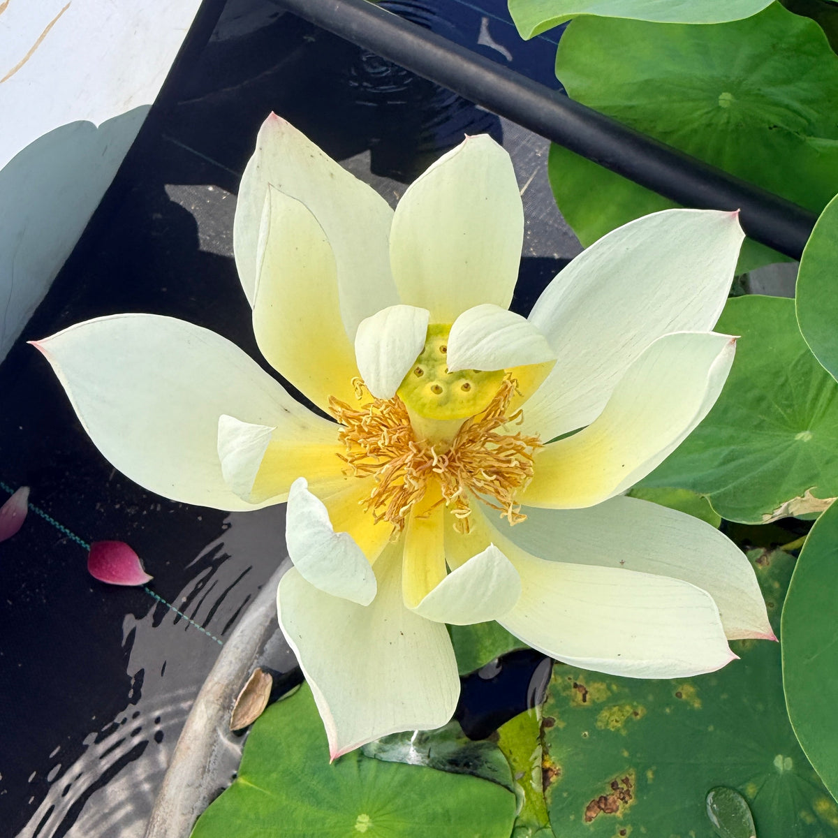 Splendid in Jiangnan Lotus (Bare Root)