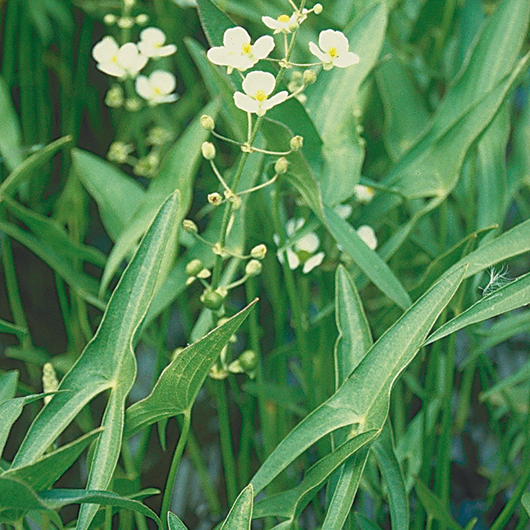 Sagittaria latifolia - Arrowhead (Bare Root)