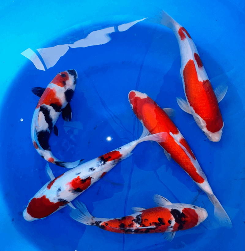 Paquetes premium de peces koi japoneses Gosanke