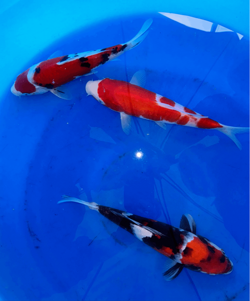 Paquetes premium de peces koi japoneses Gosanke